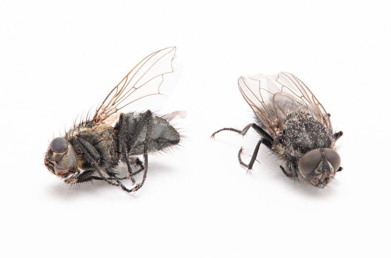 Two Dead Flies