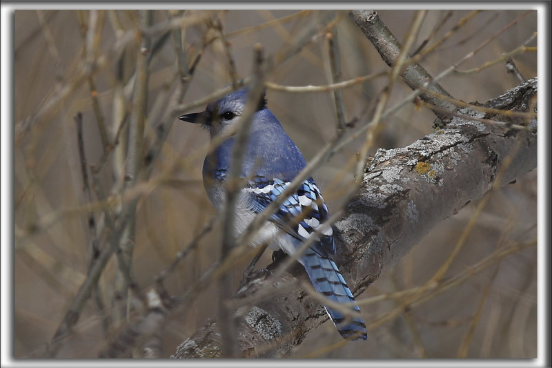 GEAI BLEU  /  BLUE JAY      _HP_9565_