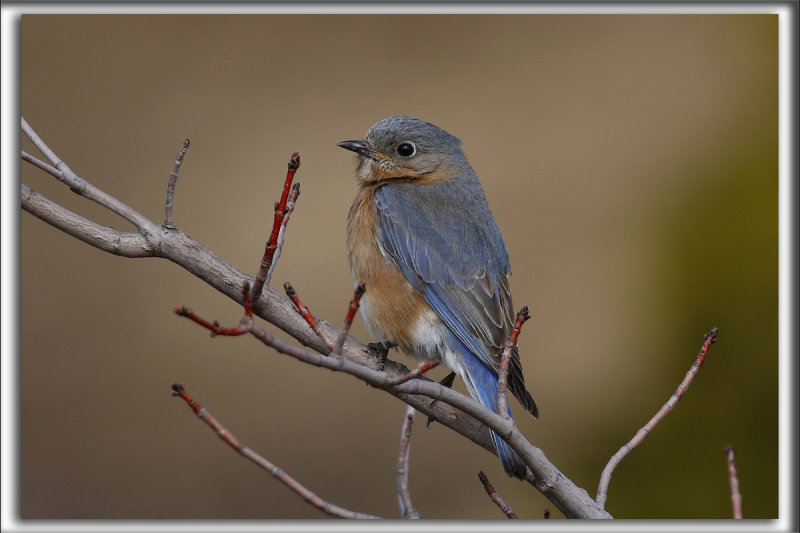MERLE BLEU DE LEST, femell  /   EASTERN BLUEBIRD   _HP_1757