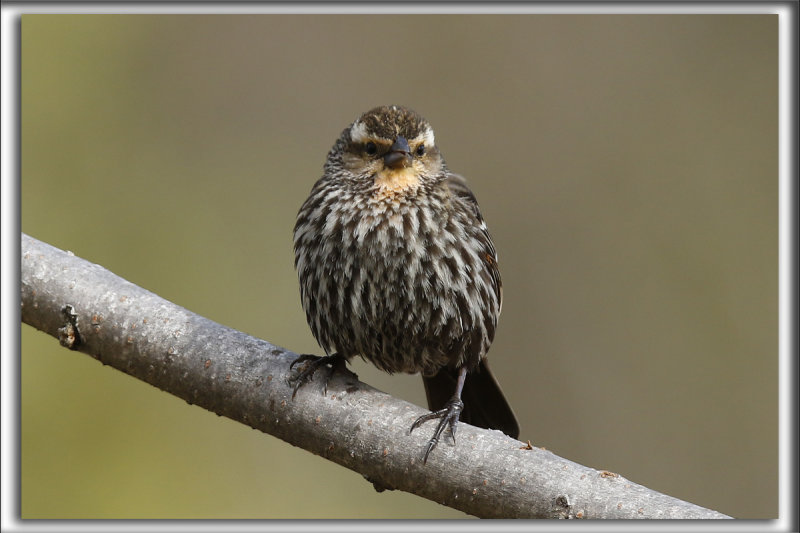 CAROUGE  PAULETTES, femelle  /    RED-WINGED BLACKBIRD, female      _HP_2762