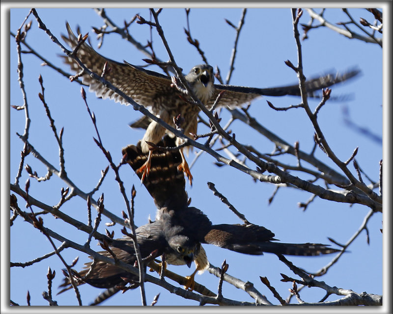FAUCON MERILLON   /   MERLIN    _HP_1364