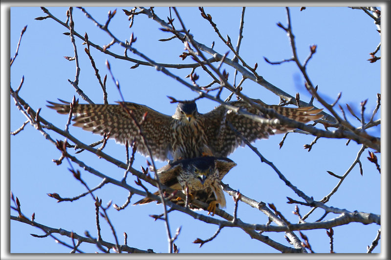 FAUCON MERILLON, accouplement   /   MERLIN, mating    _HP_1357