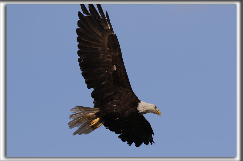PYGARGUE  TTE BLANCHE  /   BALD EAGLE    _HP_9897_a
