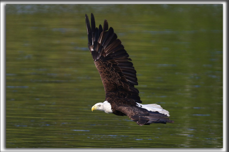 PYGARGUE  TTE BLANCHE  /   BALD EAGLE    _HP_9973_a