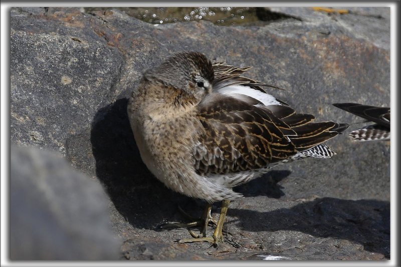 BCASSIN ROUX   /   SHORT-BILLED DOWITCHER    _HP_4267_a