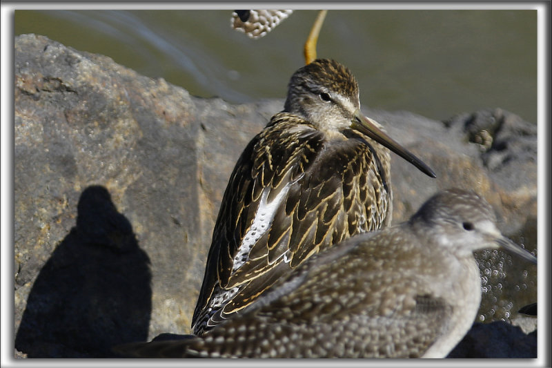 BCASSIN ROUX   /   SHORT-BILLED DOWITCHER    _HP_4014_a