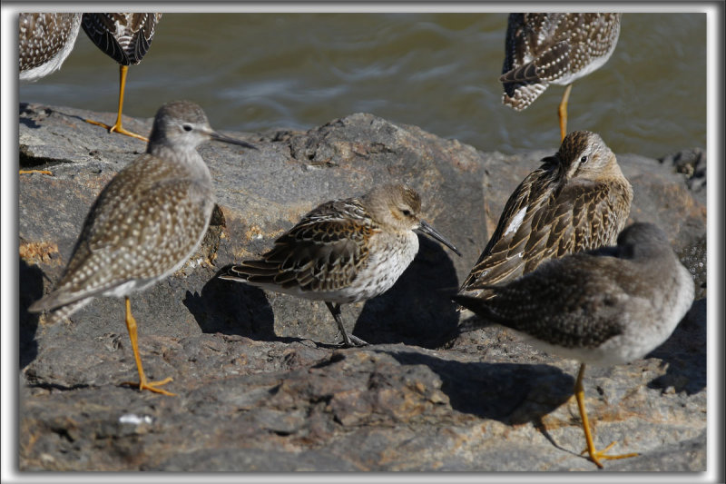 BCASSEAU VARIABLE  /  DUNLIN    avec un bcassin roux et des petits chevaliers_HP_4040_a