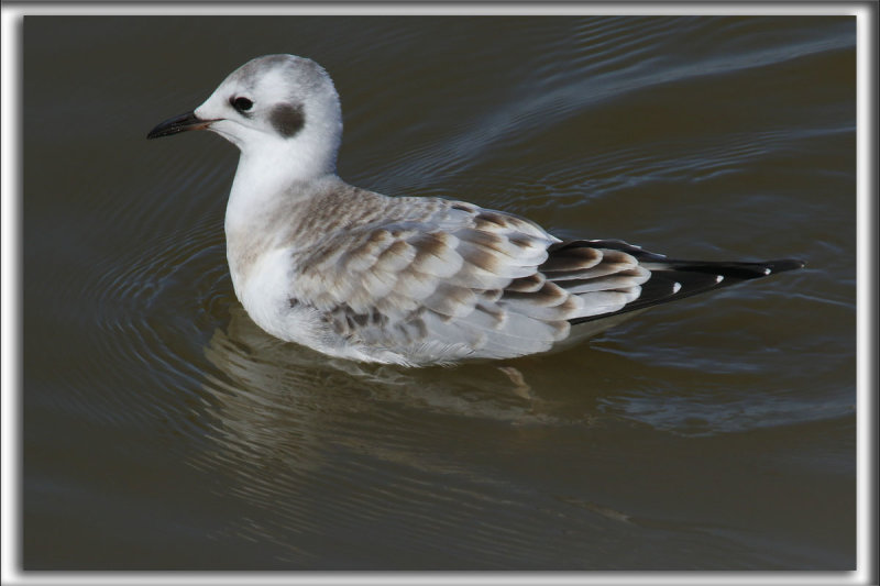 MOUETTE DE BONAPARTE   /   BONAPARTES GULL    _HP_6103_a