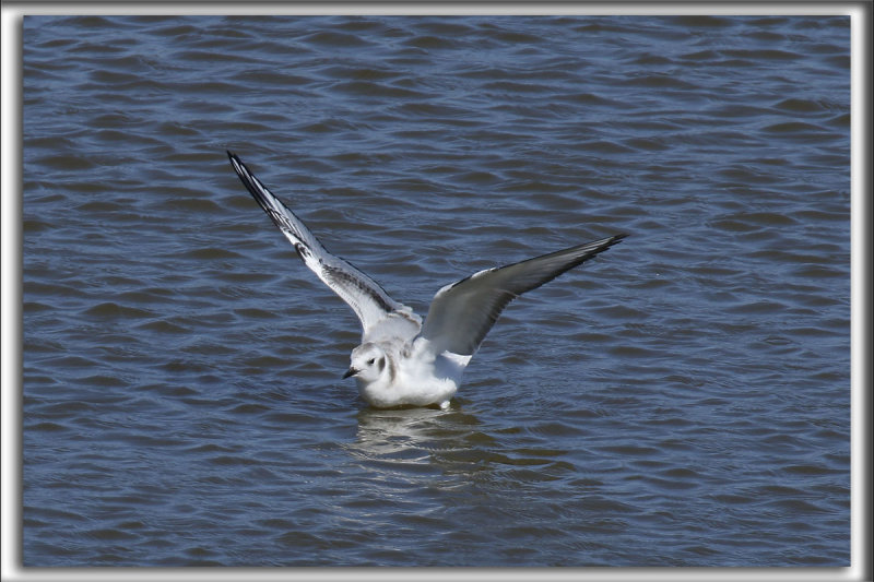 MOUETTE DE BONAPARTE   /   BONAPARTES GULL    _HP_6131_a