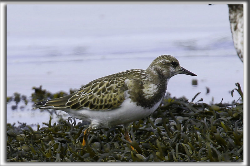 TOURNEPIERRE  COLLIER, automne    /    RUDDY TURNSTONE, autumn   _HP_5033_aa