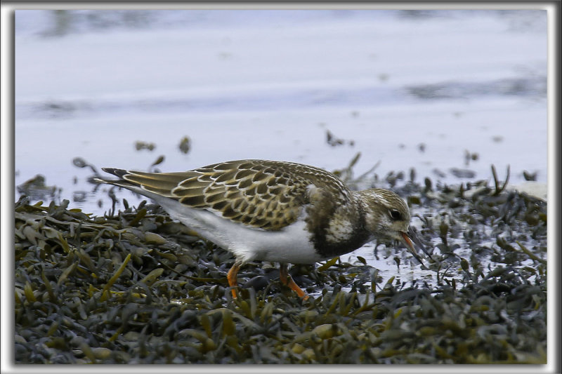 _TOURNEPIERRE  COLLIER, automne    /    RUDDY TURNSTONE, autumn   HP_5035_aa