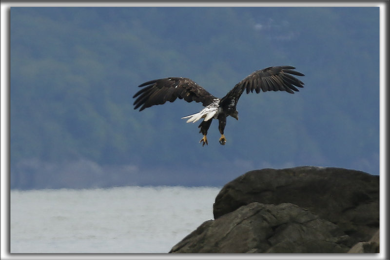 PYGARGUE  TTE BLANCHE  /   BALD EAGLE   HP_3101_a