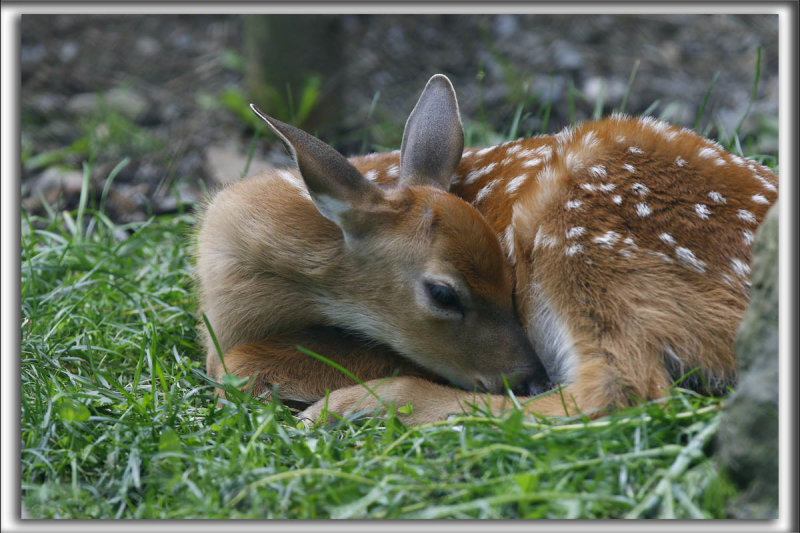 Un FAON,  jeune Cerf de Virginie  ( Chevreuil)      _HP_2354_a