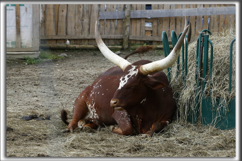 Un  WATUSI    _HP_2286_a