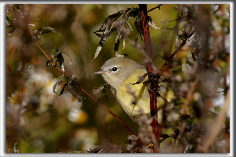 PARULINE VERDTRE, automne    /   ORANGE-CROWNED WARBLER, autumn     _HP_6757_a