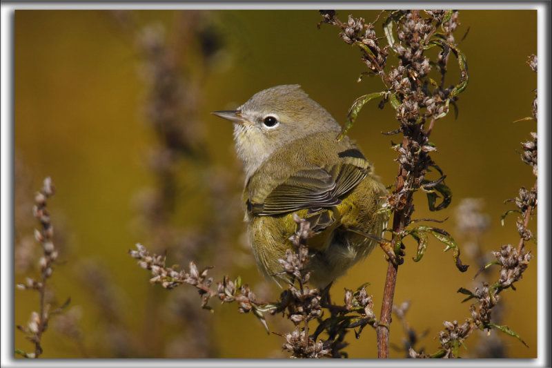 PARULINE VERDTRE, automne    /   ORANGE-CROWNED WARBLER, autumn     _HP_6814_a_a