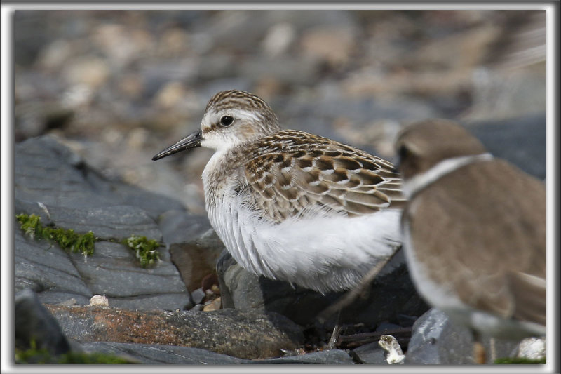 BCASSEAU SEMIPALM   /   SEMIPALMATED SANDPIPER    _HP_5110_a