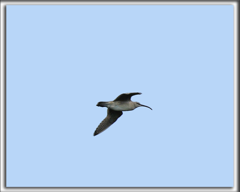 COURLIS CORLIEU    /    WHIMBREL     _HP_9597_s_a_b