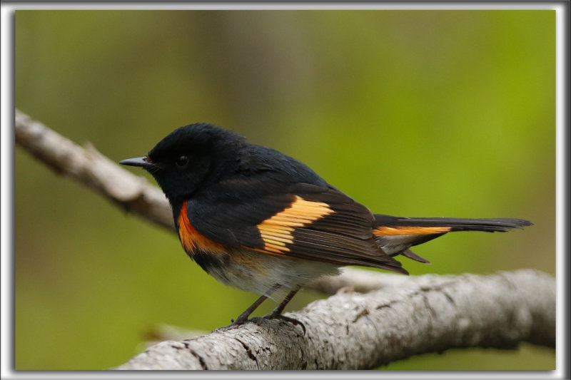 PARULINE FLAMBOYANTE, mle   /    AMERICAN RESTART, male    _HP_4107_a_a
