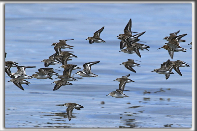 BCASSEAU SANDERLING    /     SANDERLING    -   2 Sanderling in flight    _HP_4819_a_a