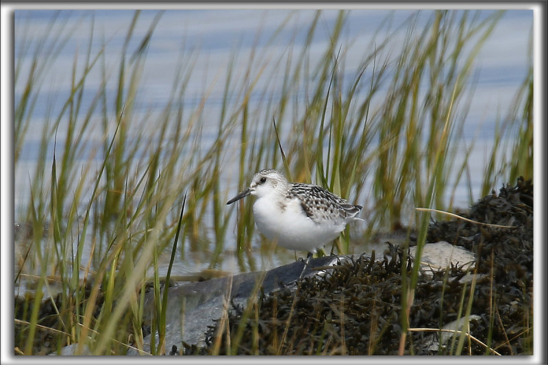 BCASSEAU SANDERLING    /     SANDERLING    _HP_4942_a_a