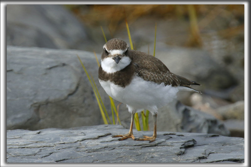 PLUVIER SEMIPALM  /  SEMIPALMETED PLOVER    _HP_5200_a_a