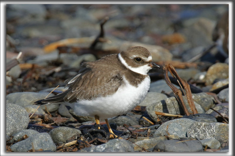 PLUVIER SEMIPALM  /  SEMIPALMETED PLOVER    _HP_5852_a_a