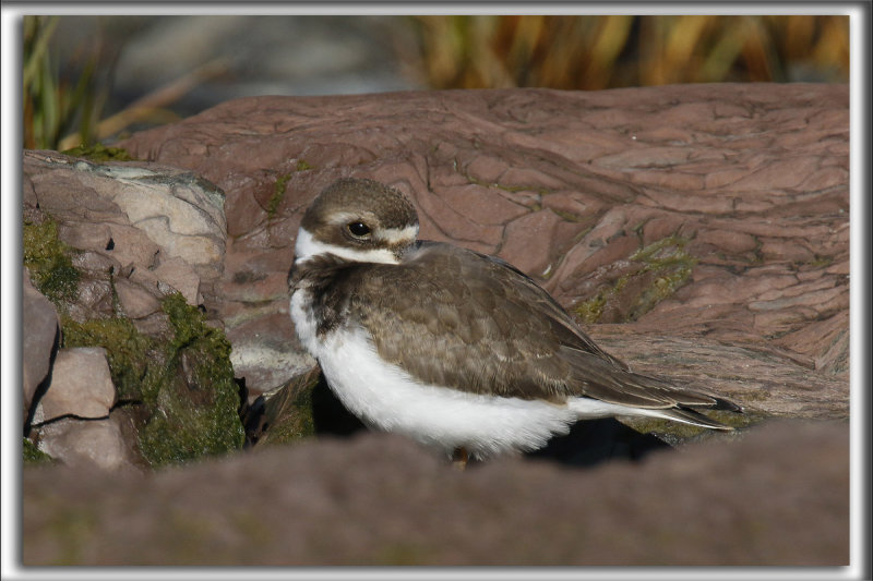 PLUVIER SEMIPALM  /  SEMIPALMETED PLOVER    _HP_5864_a