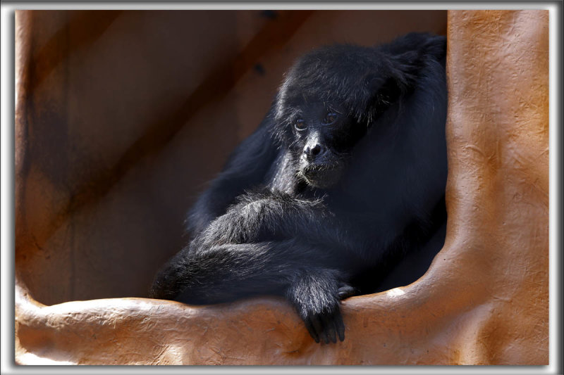 TARSAN le SINGE ARAIGN    _HP_2525_a