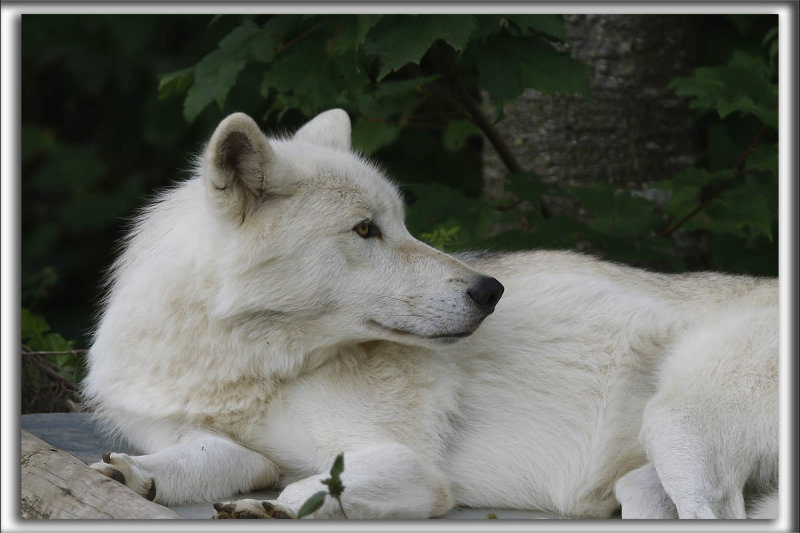 CROCS-BLANCS Le LOUP    _HP_2345_a