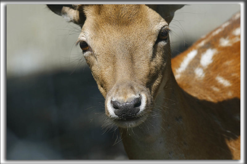 Un FAON,  jeune Cerf de Virginie  ( Chevreuil)      _HP_2426_a