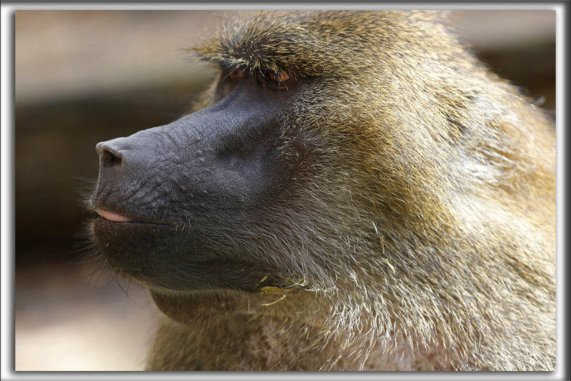 Un BABOUIN    _HP_2315_a