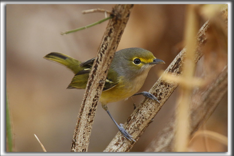 VIRO AUX YEUX BLANCS,  juvenile en automne   /   WHITE EYED VIREO    _HP_9890_a