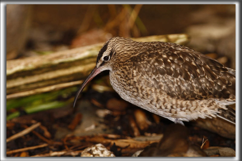COURLIS CORLIEU    /    WHIMBREL     _MG_7089_a