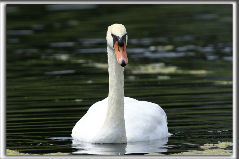 CYGNE TUBERCUL  /   MUTE SWAN   GANANOQUE Ontario  _HP_4039