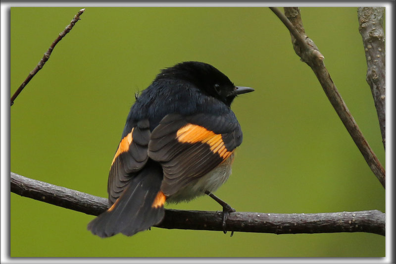 PARULINE FLAMBOYANTE, mle   /    AMERICAN RESTART, male    _HP_4031