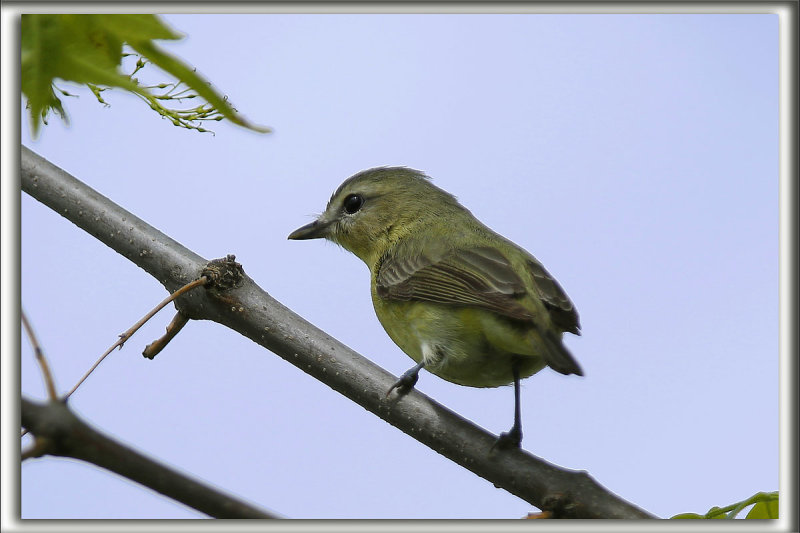 VIRO DE PHILADELPHIE    /    PHILADELPHIA VIREO     _HP_5763 