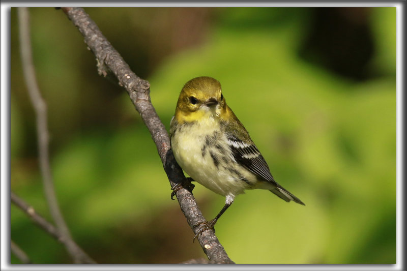 PARULINE  GORGE NOIRE, jeune   /   BLACK-THROATED GREEN WARBLER, juvenil     _P0A1131
