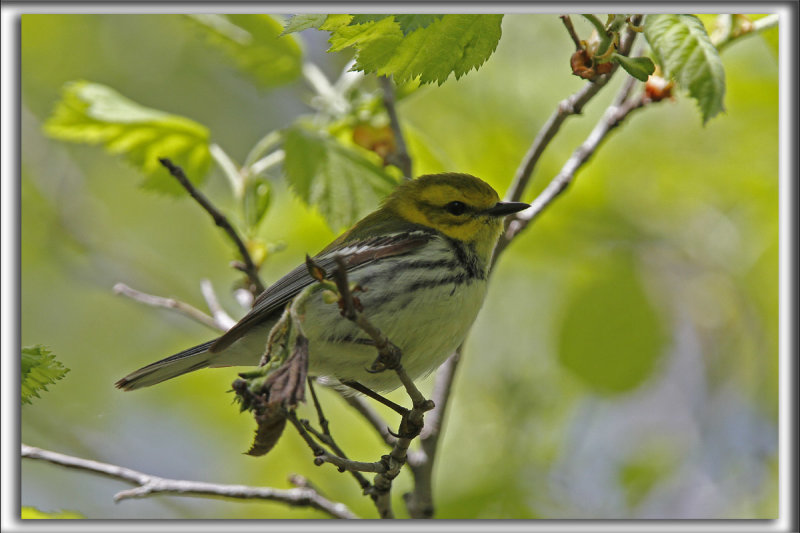 PARULINE  GORGE NOIRE, jeune   /   BLACK-THROATED GREEN WARBLER, immature     _MG_0563