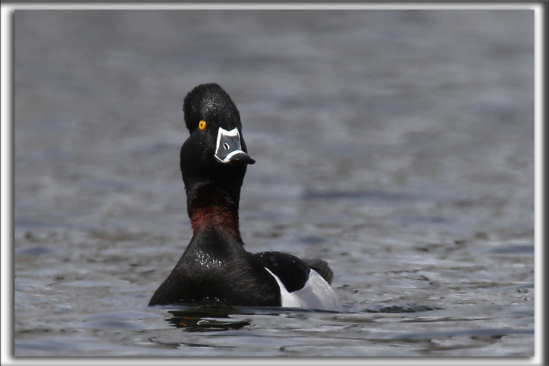 FULIGULE  COLLIER, mle /  RING-NECKED DUCK, male        _MG_4761