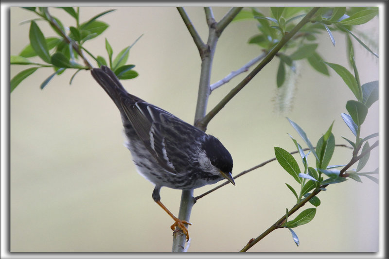 PARULINE RAYE, mle   /   BLACKPOLL WARBLER, male    _MG_9895