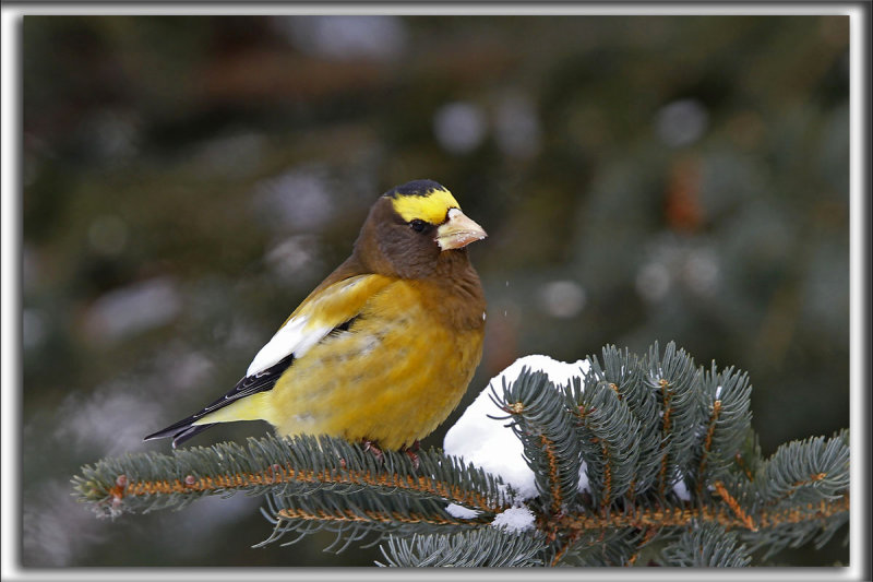 GROS-BEC ERRANT, mle  /  EVENING GROSBEAK. male    _MG_2288