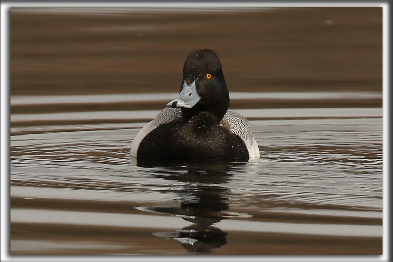 PETIT FULIGULE, male    /   LESSER SCAUP, male    _HP_2786