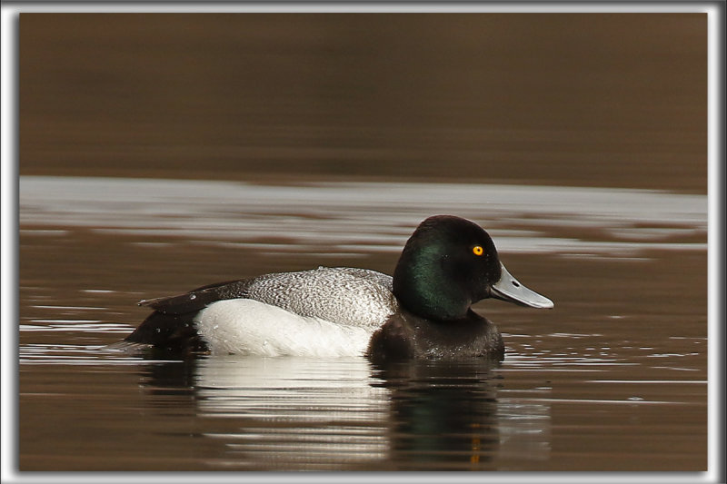 PETIT FULIGULE, male    /   LESSER SCAUP, male    _HP_2818