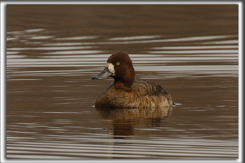 PETIT FULIGULE, femelle   /   LESSER SCAUP, female     _HP_2754