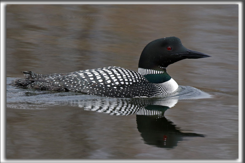 PLONGEON HUARD   /   COMMON LOON    _HP_3020