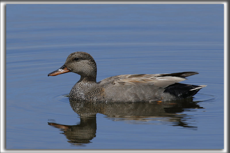 CANARD CHIPEAU, mle    /   GADWALL, male    _HP_4350