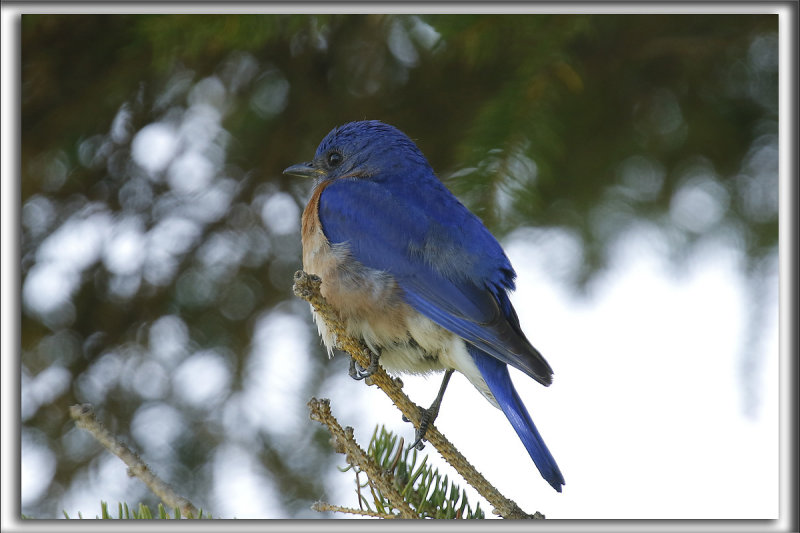 MERLE BLEU DE LEST    /   EASTERN BLUEBIRD     _HP_5446