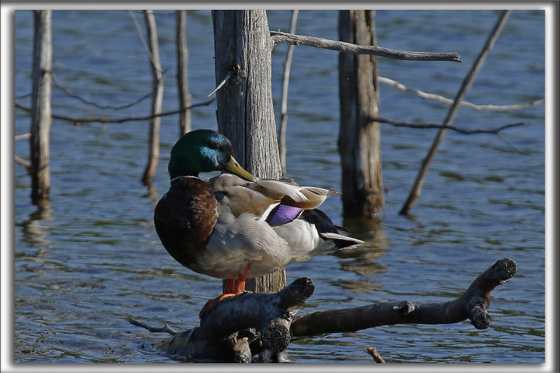 CANARD COLVERT, mle  /  MALARD, male    _HP_6485 aa