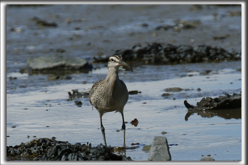 COURLIS CORLIEU    /    WHIMBREL     _HP_9773 